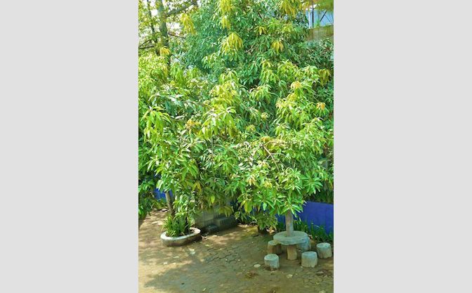 Manggo,Jackfruit and other fruits tree and Garden di Harapan Indah Hotel